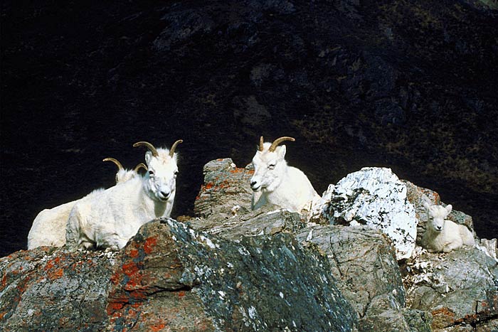 Dall Sheep1rf